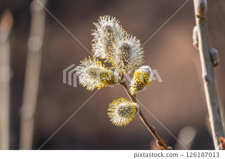 Nature awakes in spring. Blooming willow twigs and furry willow-catkins, so called seals or cats. Holly willow, Salix caprea Nature awakes in spring. Blooming willow twigs and furry willow-catkins, so called seals or cats. Holly willow, Salix caprea 126187013