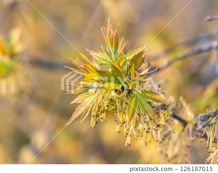 Acer negundo, Box elder, boxelder, ash-leaved and maple ash, Manitoba, elf, ashleaf maple male inflorescences and flowers on branch outdoor. 126187015