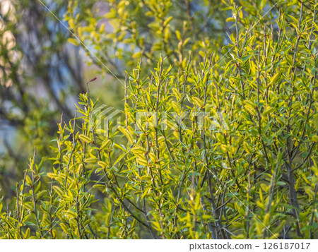 Nature awakes in spring. Blooming willow twigs and furry willow-catkins, so called seals or cats. Holly willow, Salix caprea Nature awakes in spring. Blooming willow twigs and furry willow-catkins, so called seals or cats. Holly willow, Salix caprea 126187017