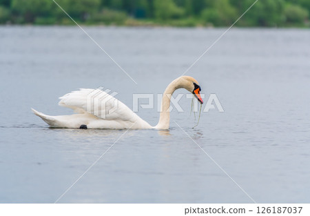 Graceful white Swan swimming in the lake, swans in the wild. Portrait of a white swan swimming on a lake. 126187037