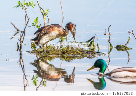 Great Crested Grebe, Podiceps cristatus, water bird sitting on the nest, nesting time on the green lake 126187038