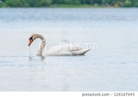 Graceful white Swan swimming in the lake, swans in the wild. Portrait of a white swan swimming on a lake. 126187045