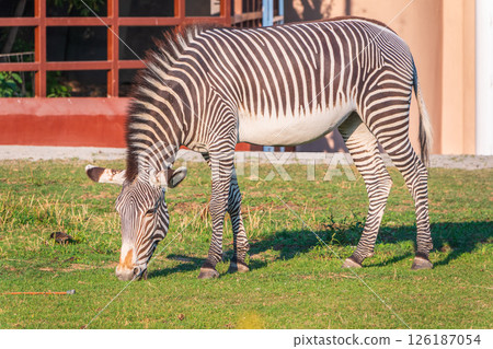 Grevy's zebra, lat Equus grevyi, also known as the imperial zebra eats green grass. Grevy's zebra, lat Equus grevyi, also known as the imperial zebra eats green grass. 126187054