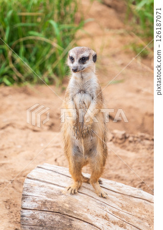 Meerkat, Suricata suricatta, on hind legs. Portrait of meerkat standing on hind legs with alert expression. Portrait of a funny meerkat sitting on its hind legs. Meerkat, Suricata suricatta, on hind legs. Portrait of meerkat standing on hind legs with alert expression. Portrait of a funny meerkat sitting on its hind legs. 126187071
