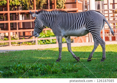 Grevy's zebra, lat Equus grevyi, also known as the imperial zebra eats green grass. Grevy's zebra, lat Equus grevyi, also known as the imperial zebra eats green grass. 126187085