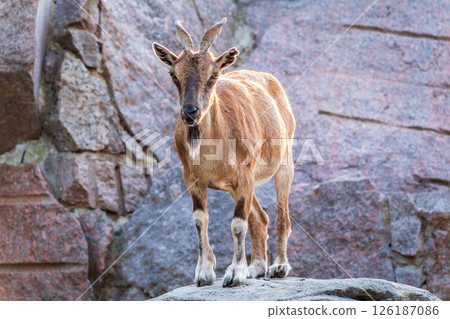 Markhor female on the rock. Latin name - Capra falconeri. Wild goat native to Central Asia, Karakoram and the Himalayas Markhor female on the rock. Latin name - Capra falconeri. Wild goat native to Central Asia, Karakoram and the Himalayas 126187086