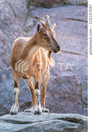 Markhor female on the rock. Latin name - Capra falconeri. Wild goat native to Central Asia, Karakoram and the Himalayas Markhor female on the rock. Latin name - Capra falconeri. Wild goat native to Central Asia, Karakoram and the Himalayas 126187087