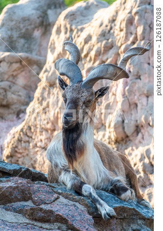 Close-up portrait of Markhor, Capra falconeri, wild goat native to Central Asia, Karakoram and the Himalayas 126187088