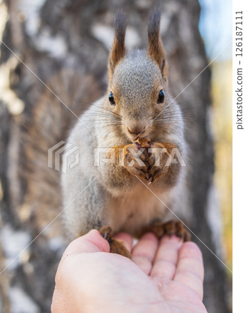 A squirrel in the autumn eats nuts from a human hand. Eurasian red squirrel, Sciurus vulgaris A squirrel in the autumn eats nuts from a human hand. Eurasian red squirrel, Sciurus vulgaris 126187111
