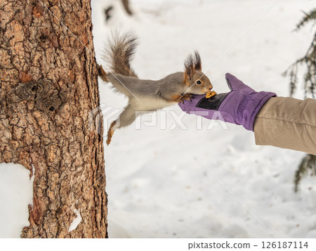 Girl feeds a squirrel with nuts at winter. Caring for animals in winter or autumn. Girl feeds a squirrel with nuts at winter. Caring for animals in winter or autumn. 126187114