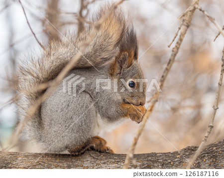 The squirrel with nut sits on tree in the winter or late autumn The squirrel with nut sits on tree in the winter or late autumn 126187116
