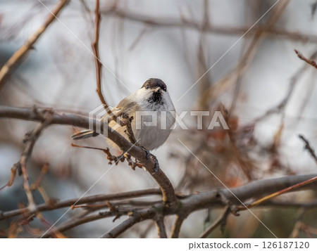 Cute bird the willow tit, song bird sitting on a branch without leaves in the winter. Cute bird the willow tit, song bird sitting on a branch without leaves in the winter. 126187120