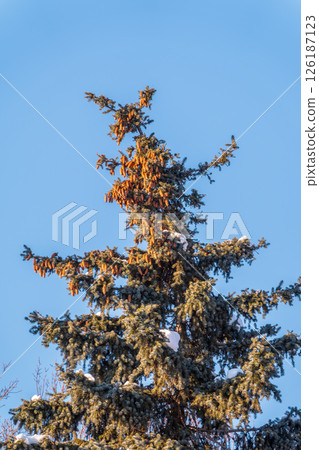 Green spruce branches with needles and cones against a blue sky in winter. Many cones on spruce. Fir tree. Green spruce branches with needles and cones against a blue sky in winter. Many cones on spruce. Fir tree. 126187123