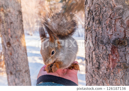 Squirrel eats nuts from a man's hand. Caring for animals in winter or autumn. 126187136