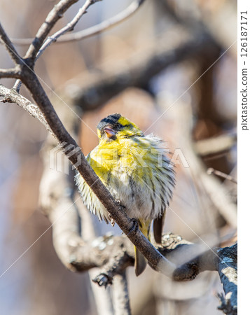 Eurasian siskin male, latin name spinus spinus, sitting on branch of tree. Cute little yellow songbird. Eurasian siskin male, latin name spinus spinus, sitting on branch of tree. Cute little yellow songbird. 126187171