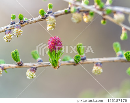 Larch tree fresh pink cones blossom at spring on nature background 126187176