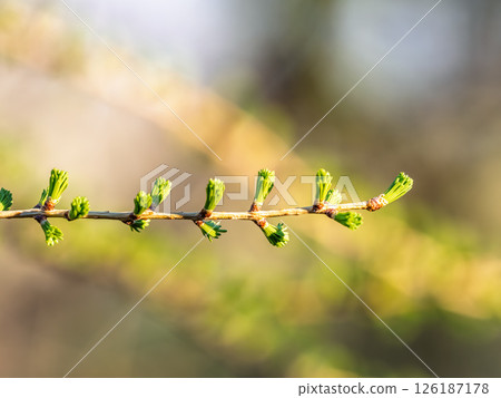 Larch tree fresh pink cones blossom at spring on nature background 126187178