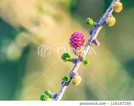 Larch tree fresh pink cones blossom at spring on nature background Larch tree fresh pink cones blossom at spring on nature background 126187186