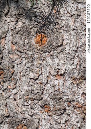 Bark texture and background of a old fir tree trunk. Detailed bark texture. Natural background 126187200