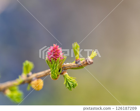 Larch tree fresh pink cones blossom at spring on nature background Larch tree fresh pink cones blossom at spring on nature background 126187209
