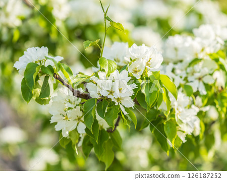 White blossoming apple trees. White apple tree flowers 126187252