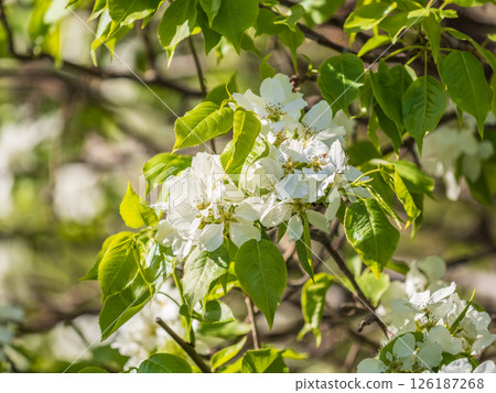 White blossoming apple trees. White apple tree flowers White blossoming apple trees. White apple tree flowers 126187268
