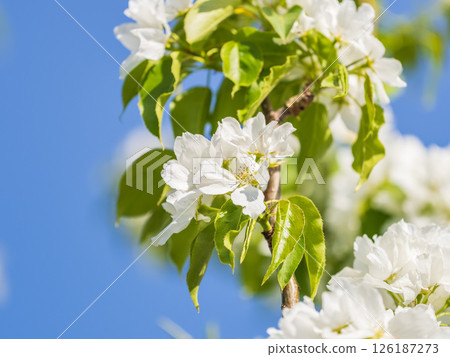 Apple tree branches with white flowers on a background of blue clear sky. Apple tree branches with white flowers on a background of blue clear sky. 126187273