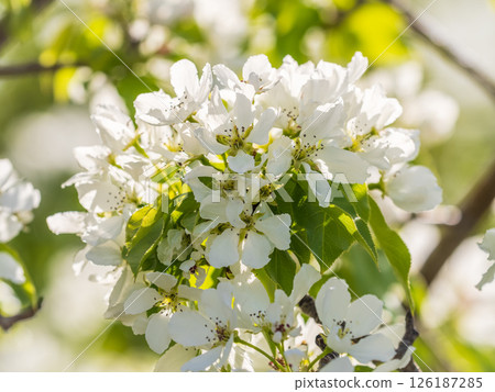 White blossoming apple trees in the sunset light. Spring season, spring colors. White blossoming apple trees in the sunset light. Spring season, spring colors. 126187285