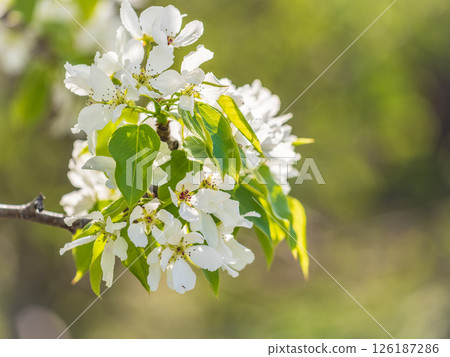 White blossoming apple trees in the sunset light. Spring season, spring colors. White blossoming apple trees in the sunset light. Spring season, spring colors. 126187286