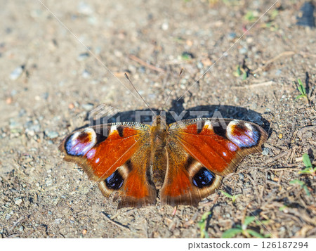Peacock butterfly on the ground among the grass Peacock butterfly on the ground among the grass 126187294