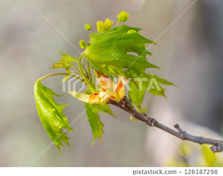 Blooming Norway Maple, Acer platanoides, in beautiful light 126187298