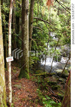 [Owase City: Okochi Falls as seen from the walking trail] 126187357