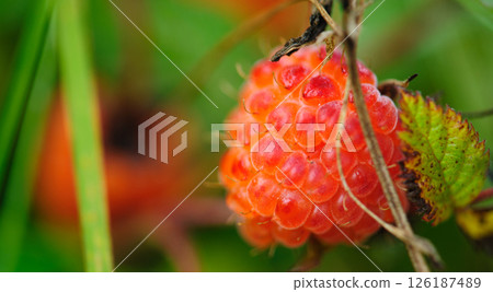Wild raspberry in high altitude forest 126187489