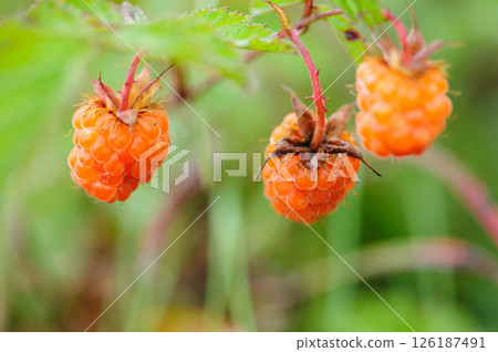Wild raspberry in high altitude forest Wild raspberry in high altitude forest 126187491
