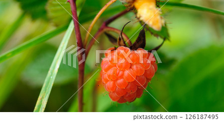 Wild raspberry in high altitude forest Wild raspberry in high altitude forest 126187495