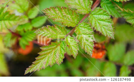 Wild raspberry plants in high altitude forest 126187498