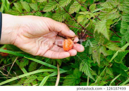 Hand picking wild raspberry in high altitude forest 126187499