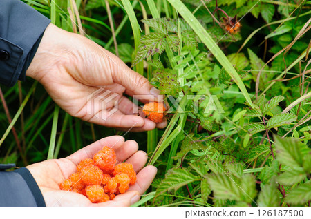Hands picking wild raspberry in high altitude forest Hands picking wild raspberry in high altitude forest 126187500