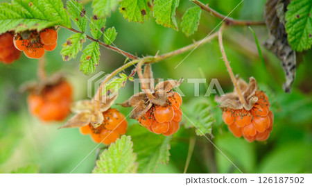 Wild raspberry in high altitude forest 126187502