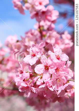 Close-up of pink Yohkou cherry blossoms [in full bloom] [blue sky background] 126187563