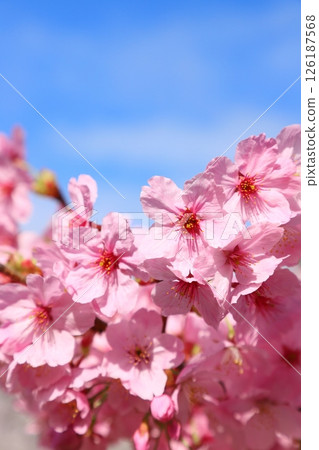 Close-up of pink Yohko cherry blossoms shining against the blue sky [Blue sky background] [Full bloom] 126187568