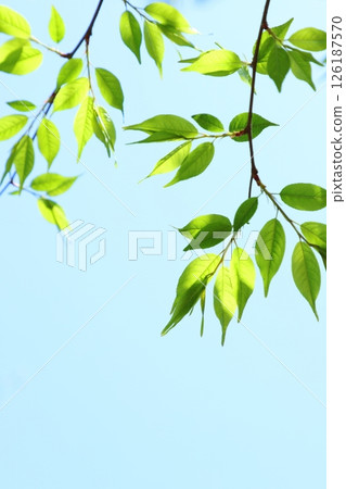Close-up of colorful new green leaves [Blue sky background] [Sky background] 126187570