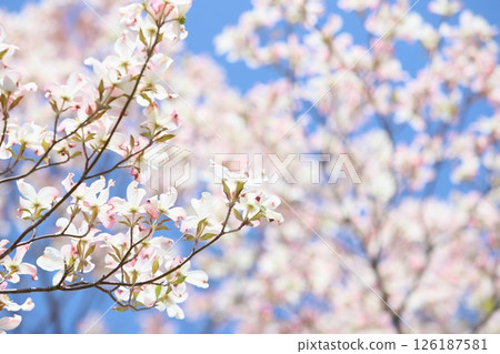 A white dogwood that stands out against the blue sky [Blue sky background] [Sky background] 126187581
