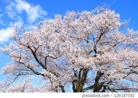 Yasutomi cherry blossoms (Edo higan cherry blossoms of Nagahime) in Iida City, Nagano Prefecture, shining against the blue sky [Blue sky background] [In full bloom] 126187582