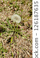 Dandelion fluff 126187635