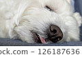 West Highland White Terrier with tongue sticking out while fast asleep 126187636