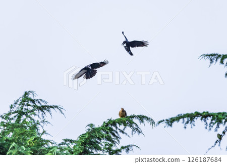 A crow threatens a young hawk 126187684