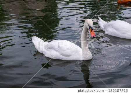 Two Graceful white Swans swimming in the lake, swans in the wild 126187713