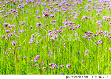 Verbena bonariensis flowers, Argentinian Vervain or Purpletop Vervain, Clustertop Vervain, Tall Verbena, Pretty Verbena, in garden 126187724