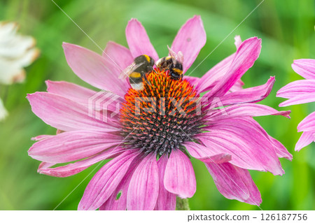 A closeup shot of a bee collecting pollen on a purple echinacea flower 126187756